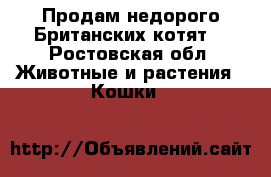 Продам недорого Британских котят  - Ростовская обл. Животные и растения » Кошки   